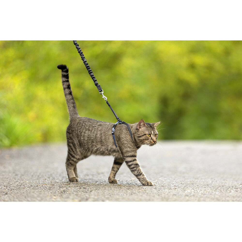 Come with discount me kitty leash