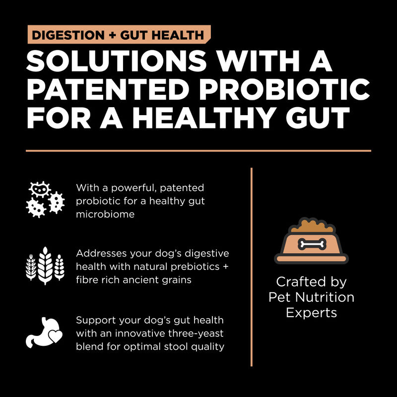 Go! Solutions Digestion + Gut Health Dry Dog Food, Salmon & Ancient Grains image number null