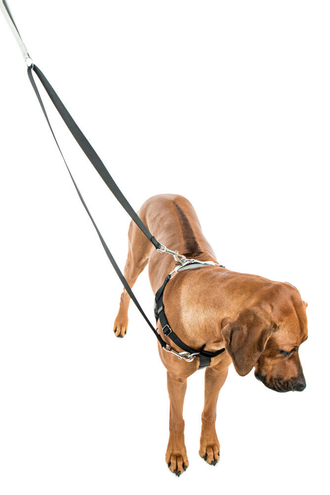 2 hounds design freedom no discount pull dog harness & leash