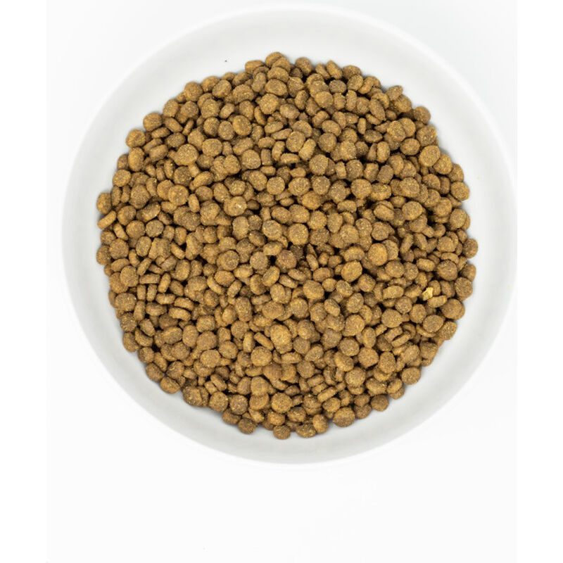 Stella & Chewy's Raw Coated Dry Cat Food, Salmon image number null